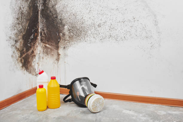 Best Certified Mold Removal  in Marlinton, WV