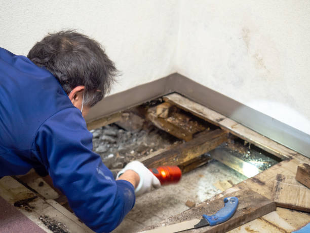 Best Black Mold Removal  in Marlinton, WV