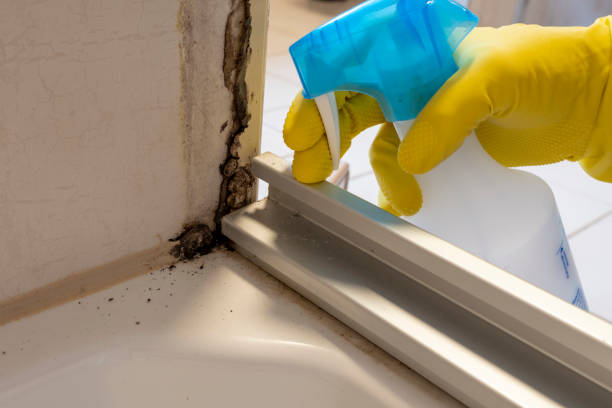 Best Certified Mold Removal  in Marlinton, WV
