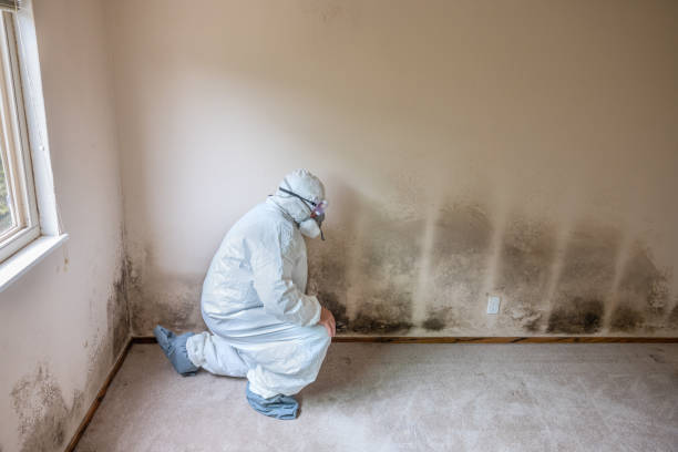 Crawl Space Mold Removal in Marlinton, WV