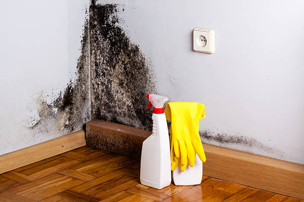 Best Mold Removal Company Near Me  in Marlinton, WV