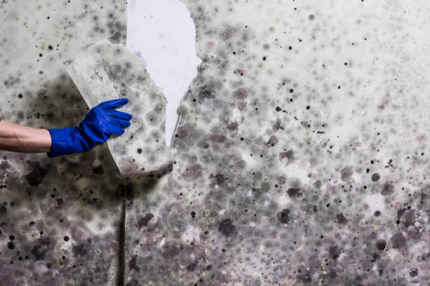 Best Commercial Mold Removal  in Marlinton, WV